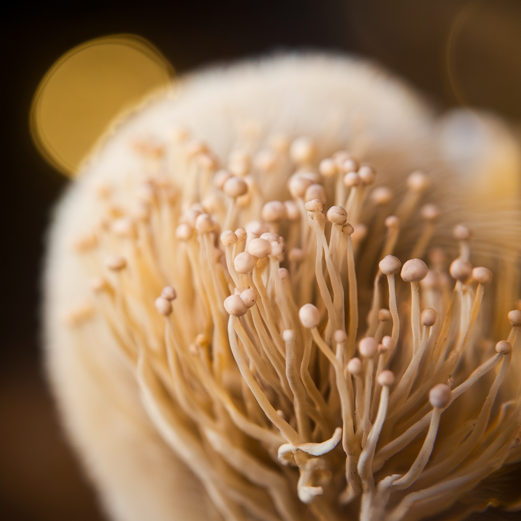 Lion's Mane